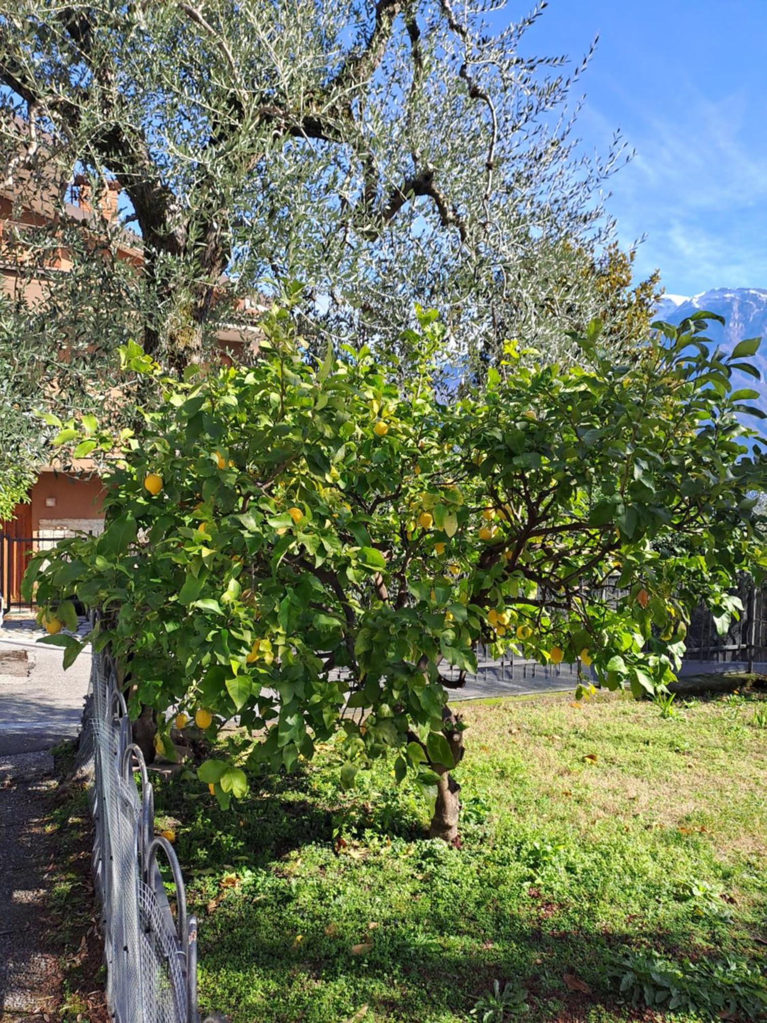 Oma Margareta Apartment Limone sul Garda Kültér fotó
