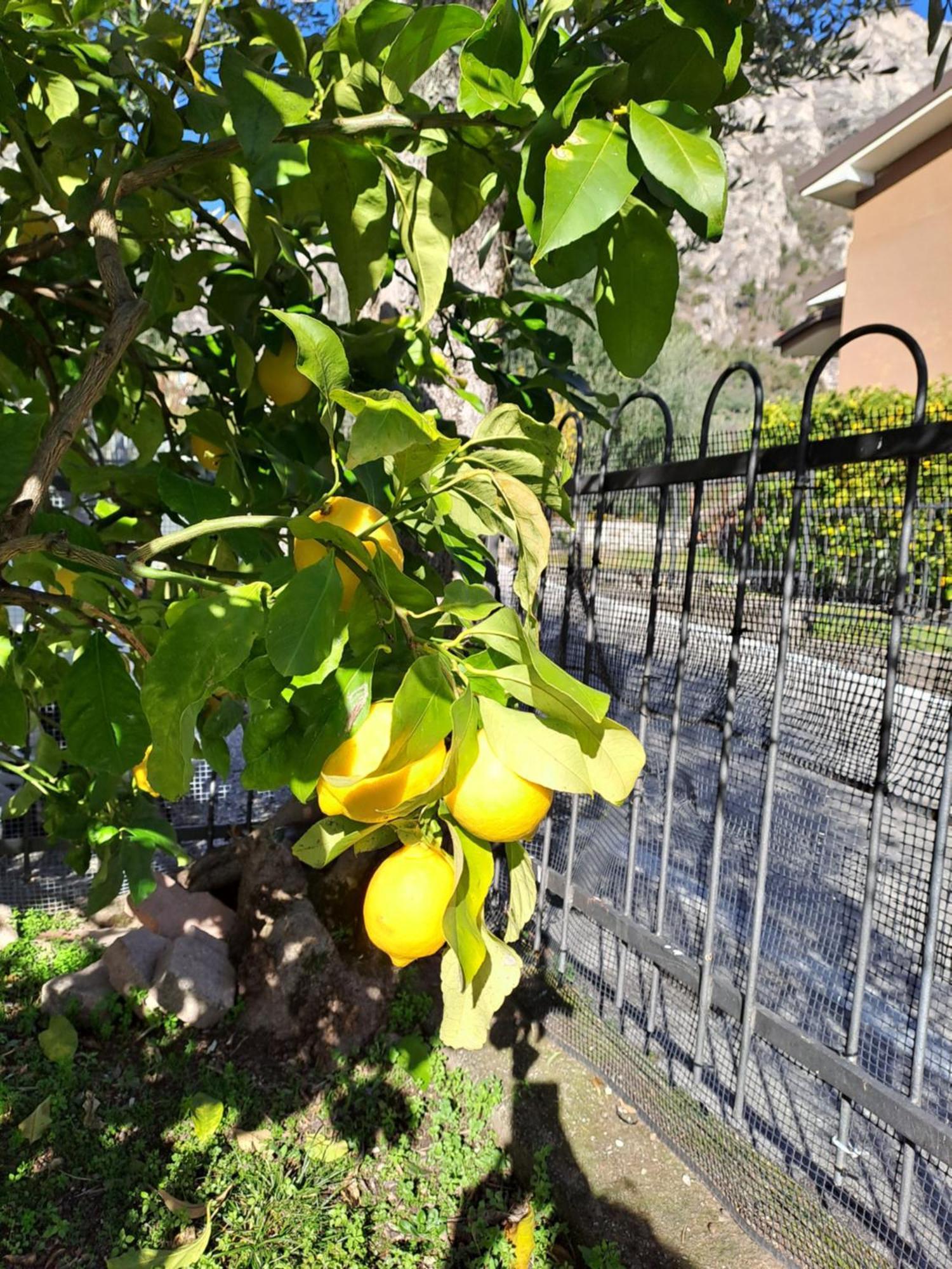 Oma Margareta Apartment Limone sul Garda Kültér fotó