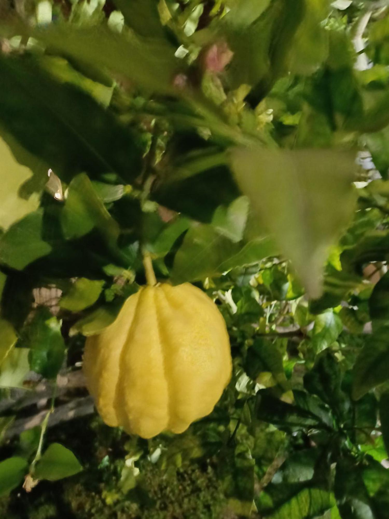Oma Margareta Apartment Limone sul Garda Kültér fotó
